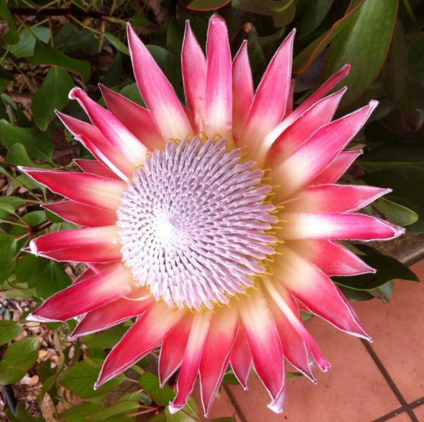 Protea Cottage George Exterior photo